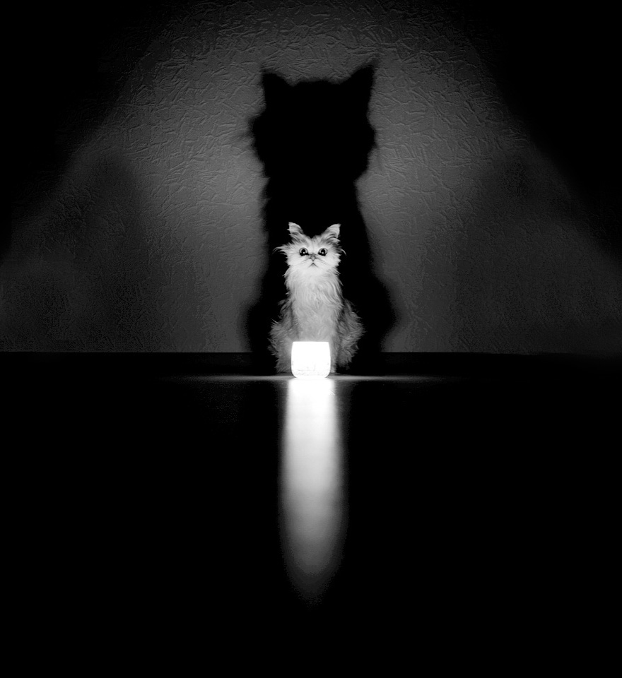 mysterious-cat-photography-black-and-white-68-57c5830d775b6__880