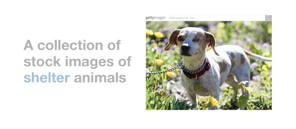 Getty Image pour la protection des animaux